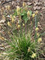 Carex pensylvanica (Pennsylvania sedge)