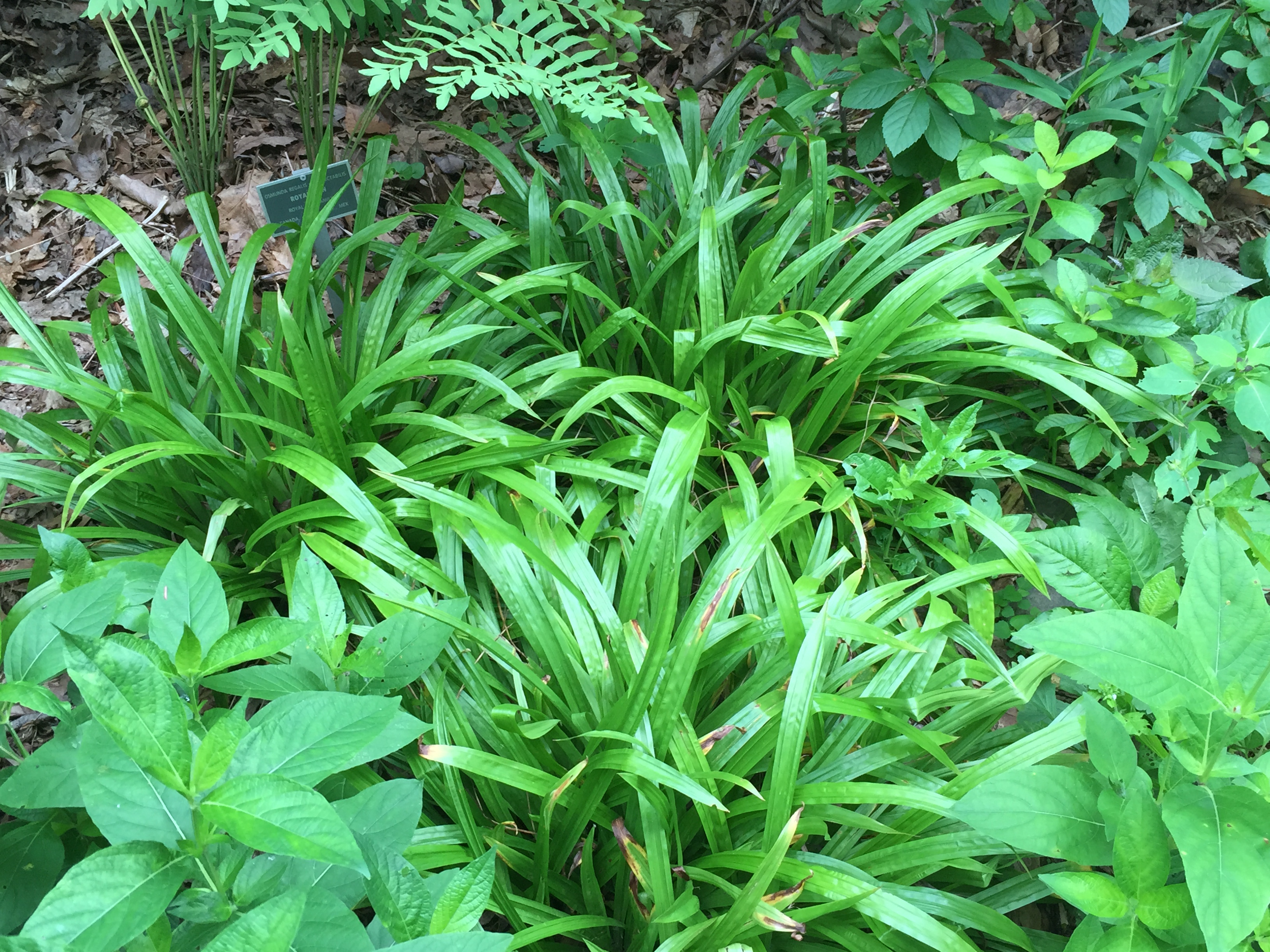 Carex plantaginea grouping