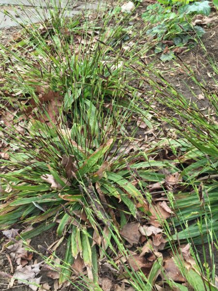 Carex plantaginea (Plaintainleaf sedge) inflorescences April