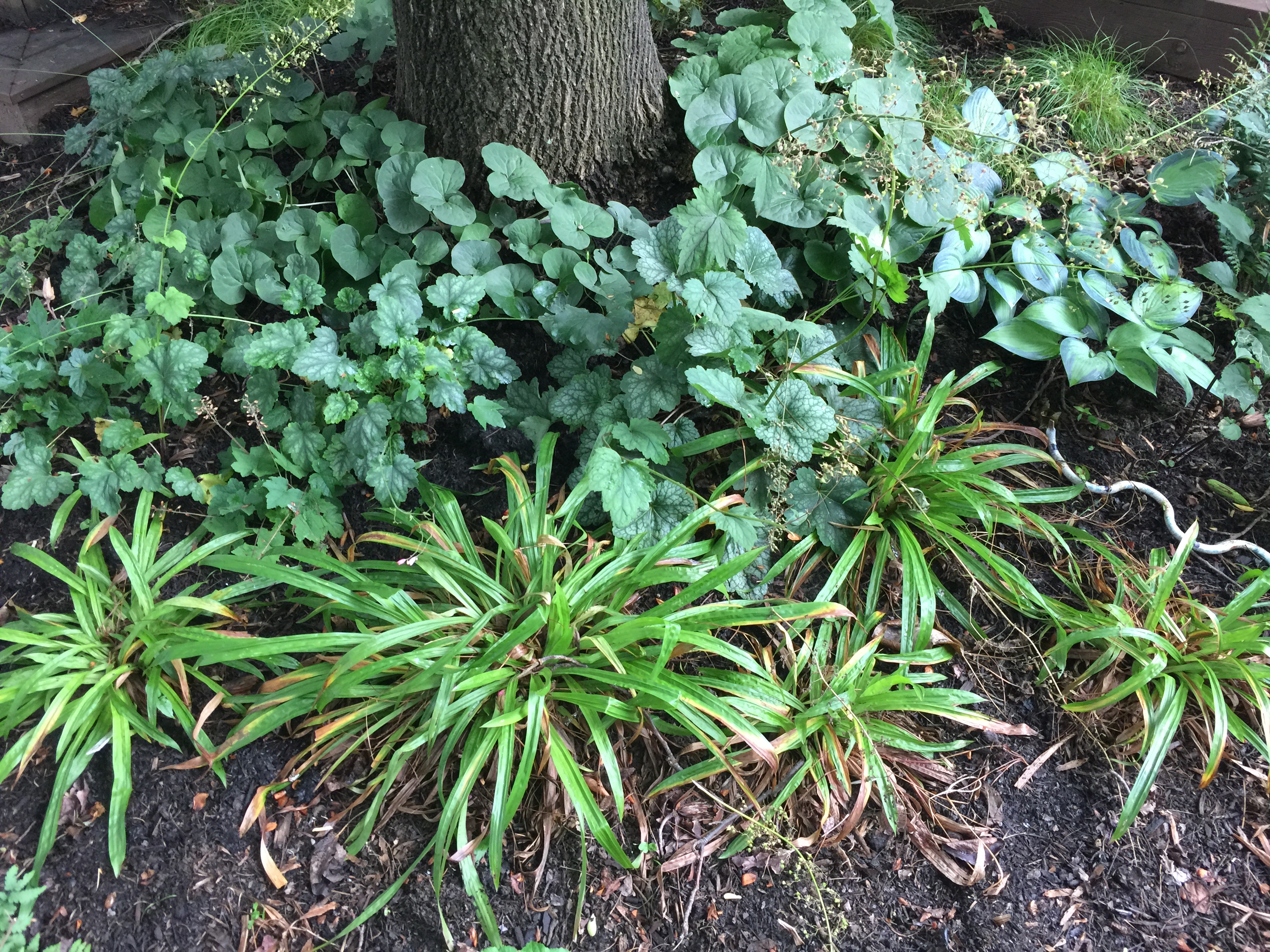 Carex plantaginea in the landscape.