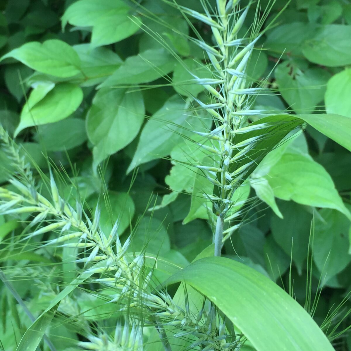 Elymus hystrix (bottlebrush grass)