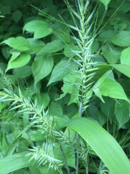 Elymus hystrix (bottlebrush grass)