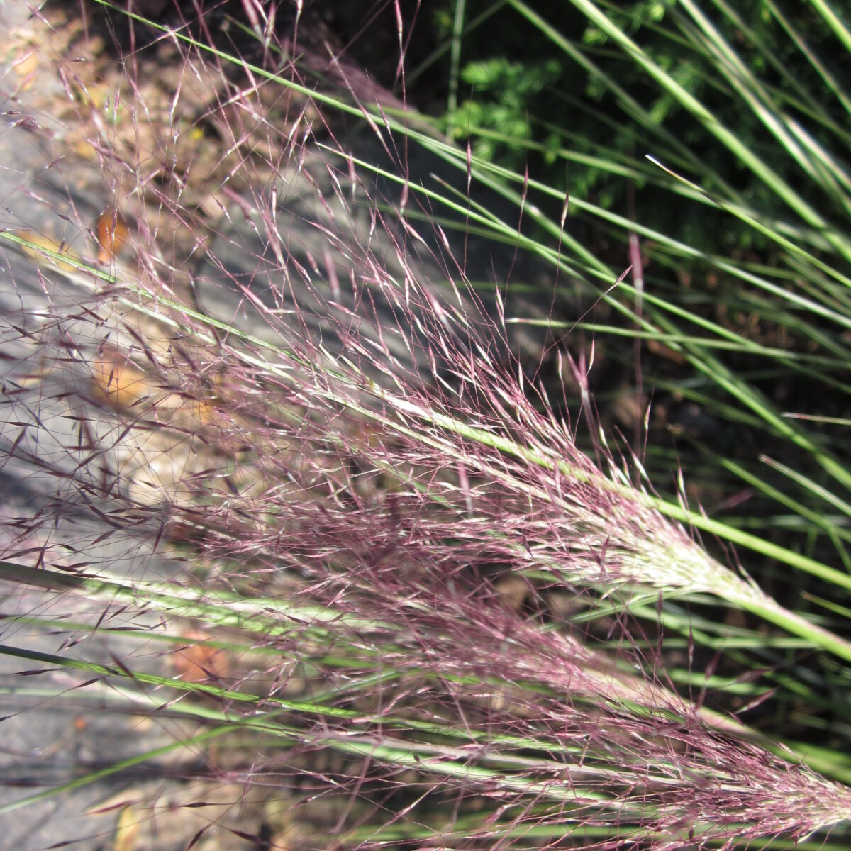 Muhlengergia capillaris (pink muhlygrass)