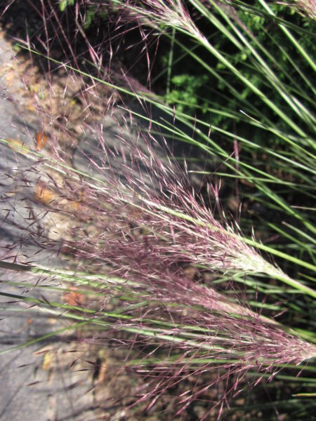 Muhlengergia capillaris (pink muhlygrass)