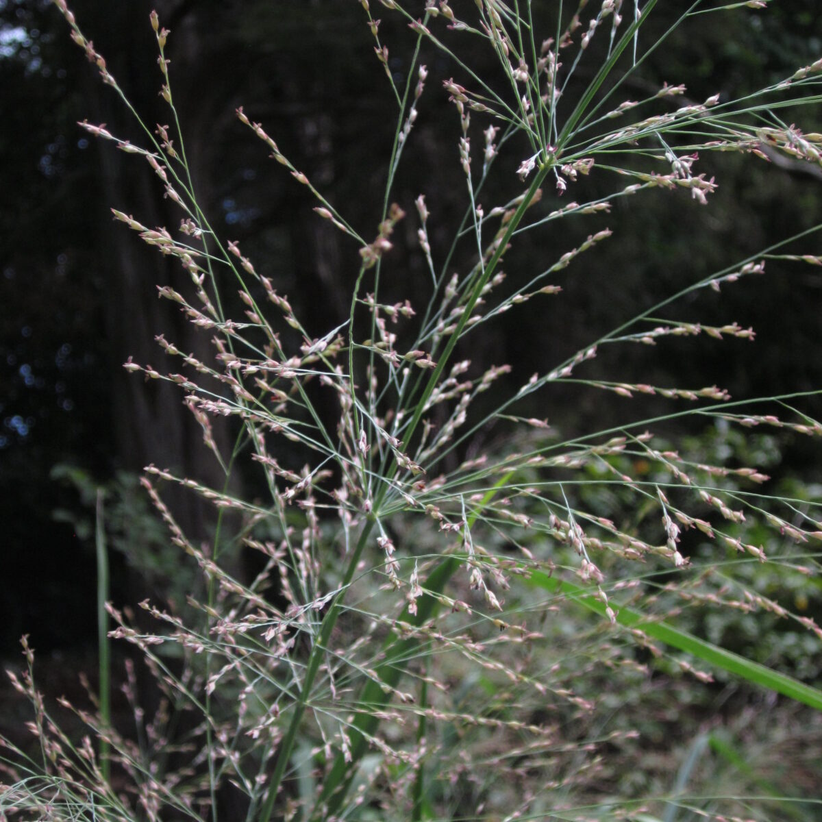 Panicum virgatum (switch grass)