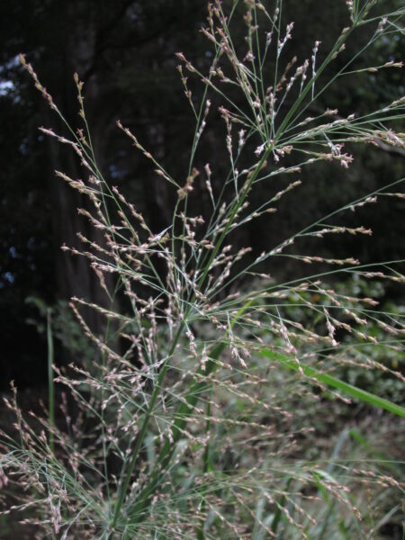 Panicum virgatum (switch grass)