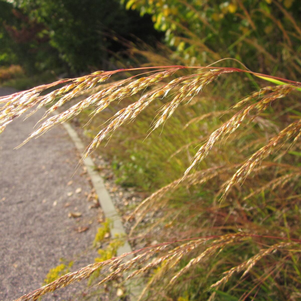 Sorghastrum nutans (Indian grass)
