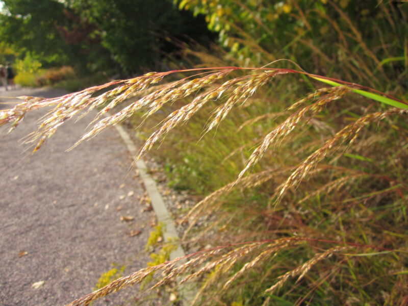 Sorghastrum nutans (Indian grass)