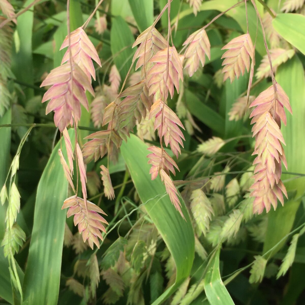 Chasmanthium latifolium (Indian woodoats)