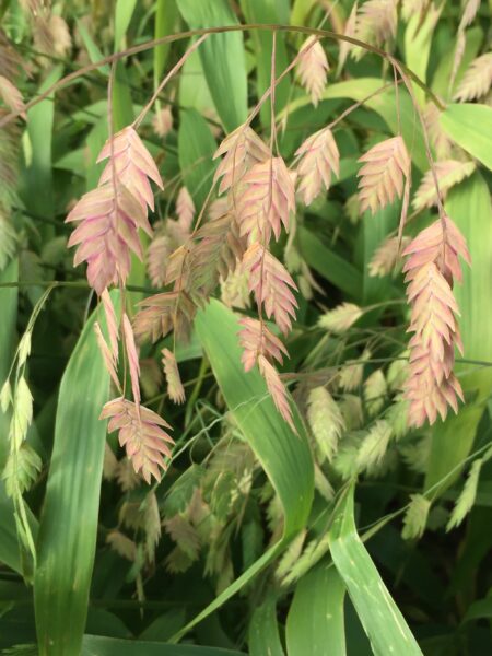 Chasmanthium latifolium (Indian woodoats)