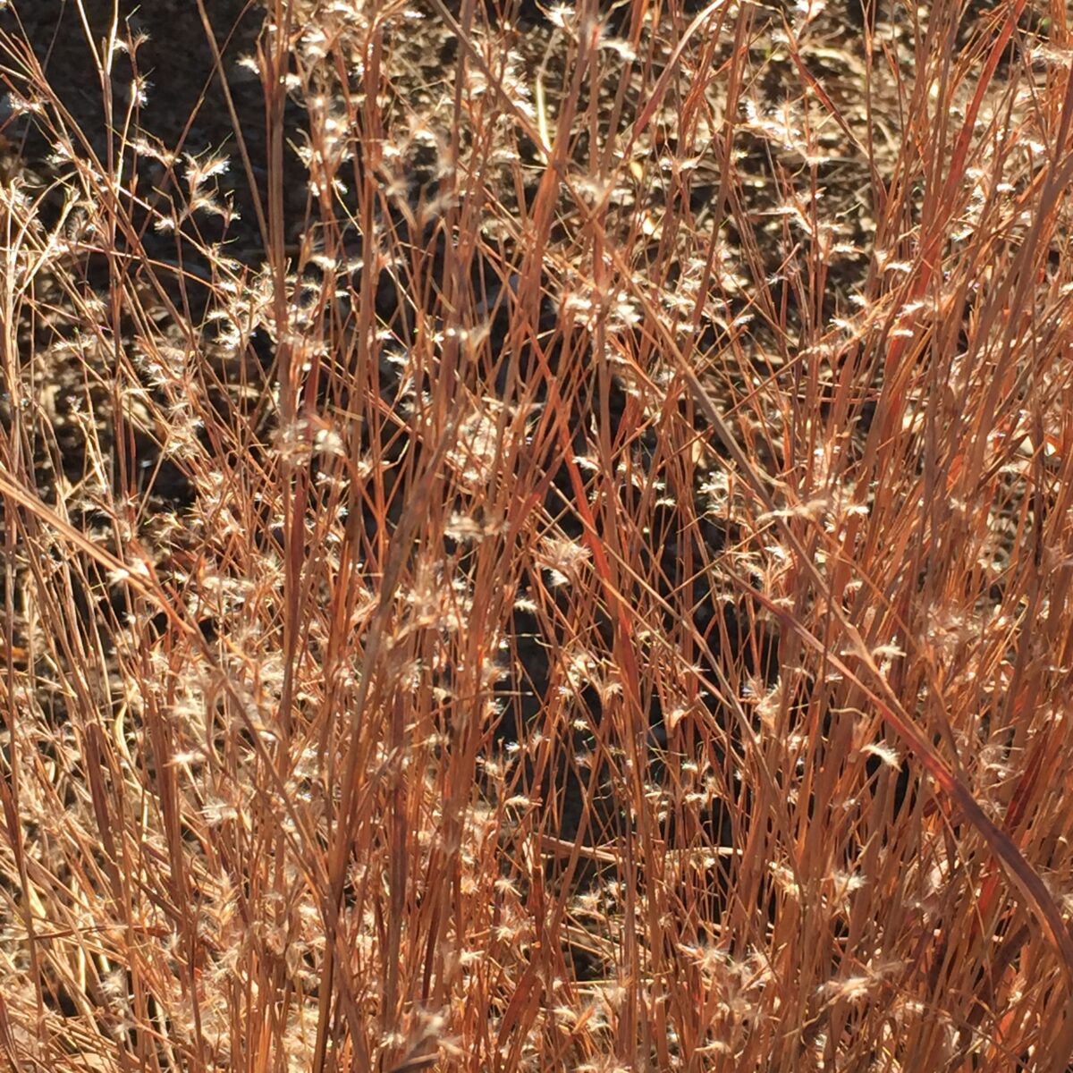 Schizachyrium scoparium (little bluestem).