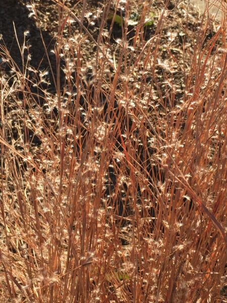 Schizachyrium scoparium (little bluestem).