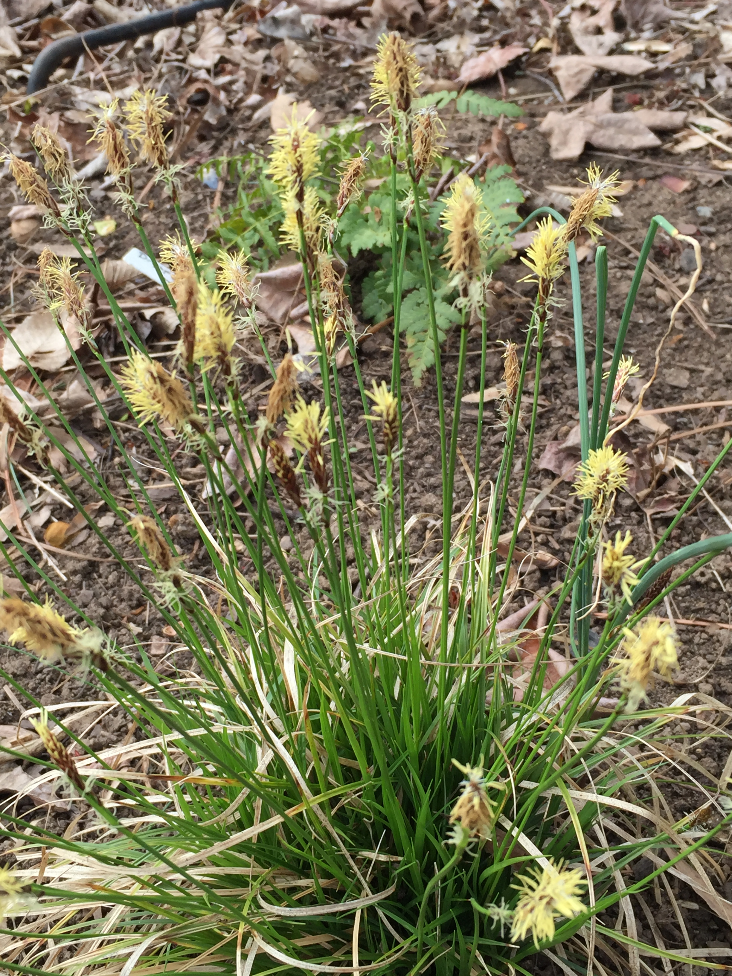 Carex pensylvanica (Pennsylvania sedge)