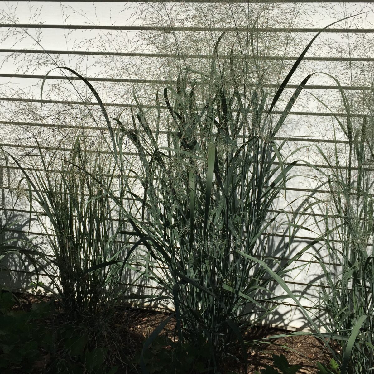 Switchgrass (Panicum virgatum)