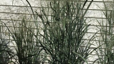 Switchgrass (Panicum virgatum)