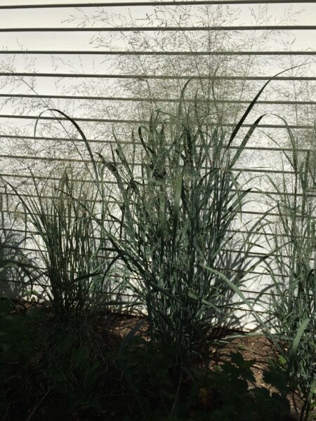 Switchgrass (Panicum virgatum)