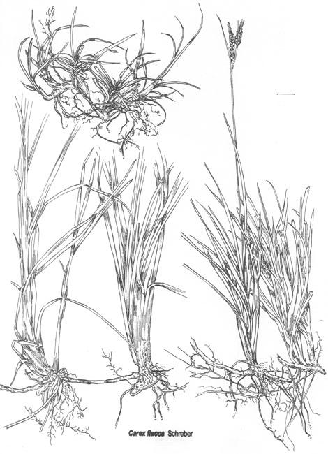 Example of sedge roots