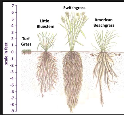 Various grass roots