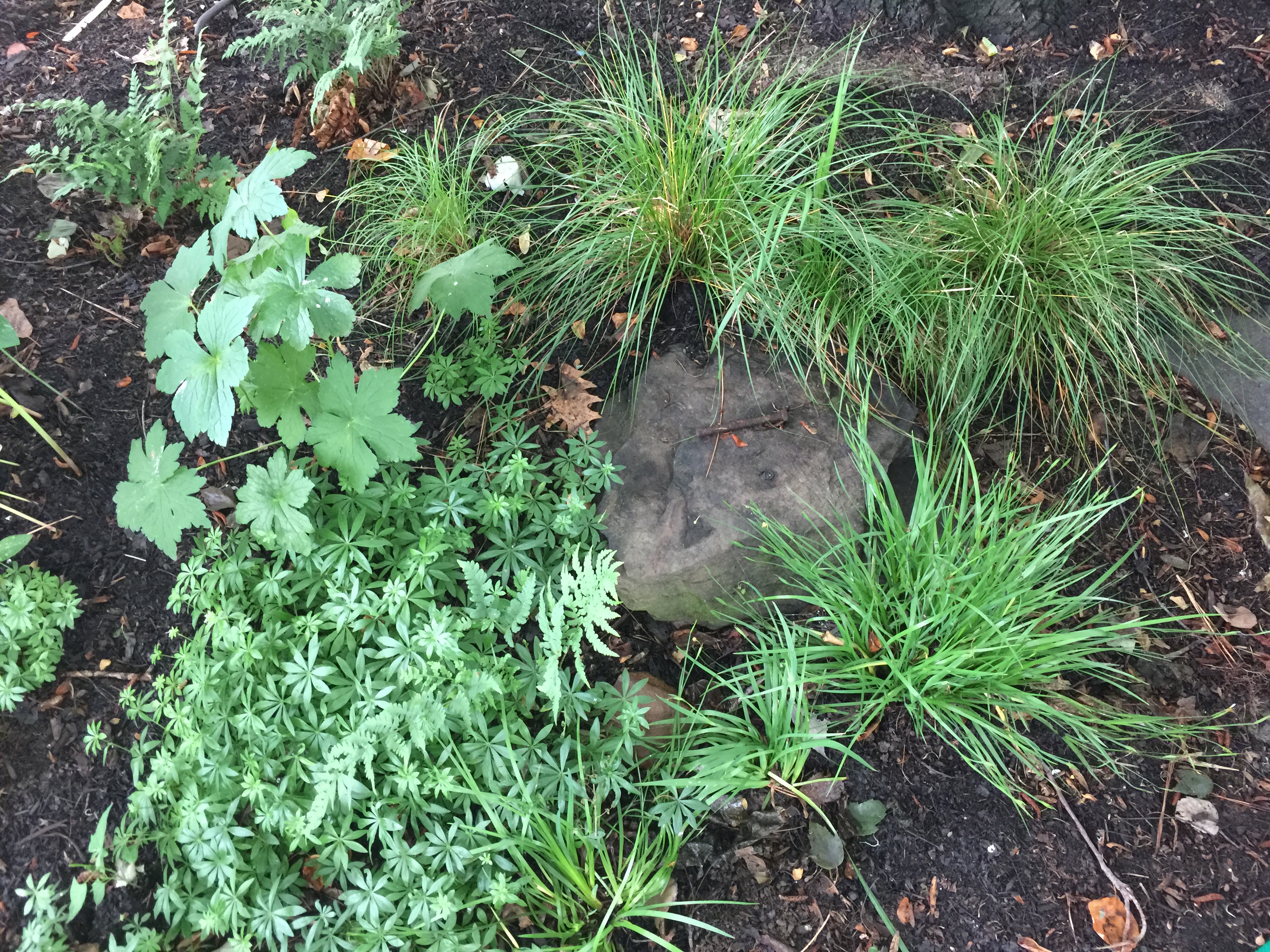 Carex pensylvanica (Pennsylvania sedge) and other shade plants