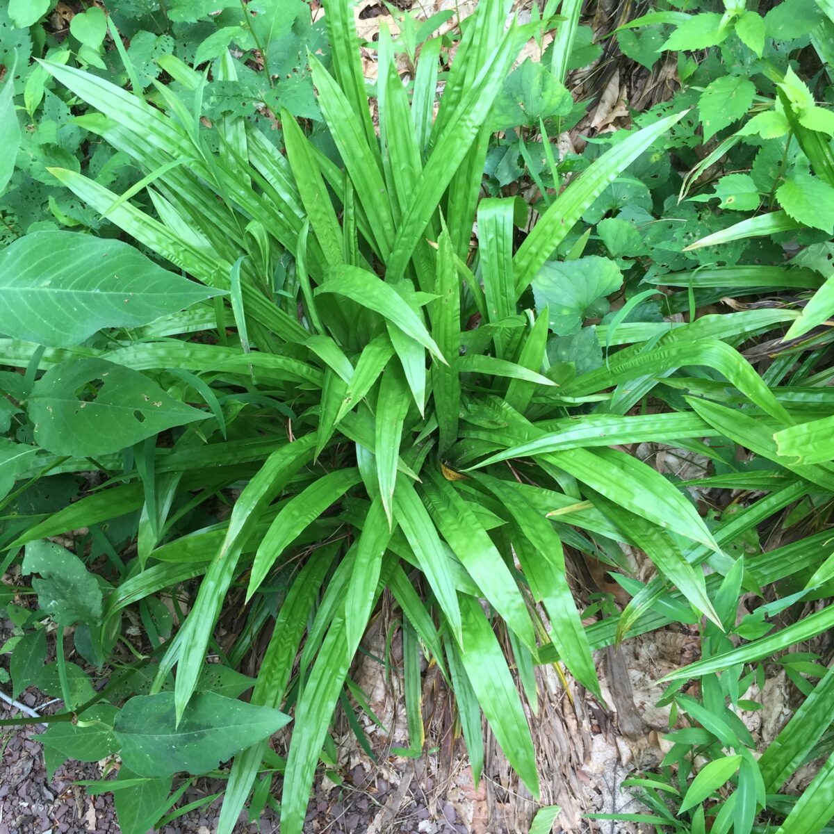 Carex plantaginea (Plaintainleaf sedge)