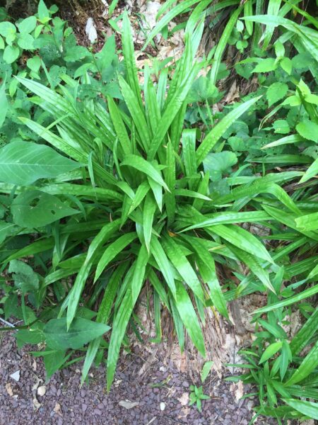 Carex plantaginea (Plaintainleaf sedge)