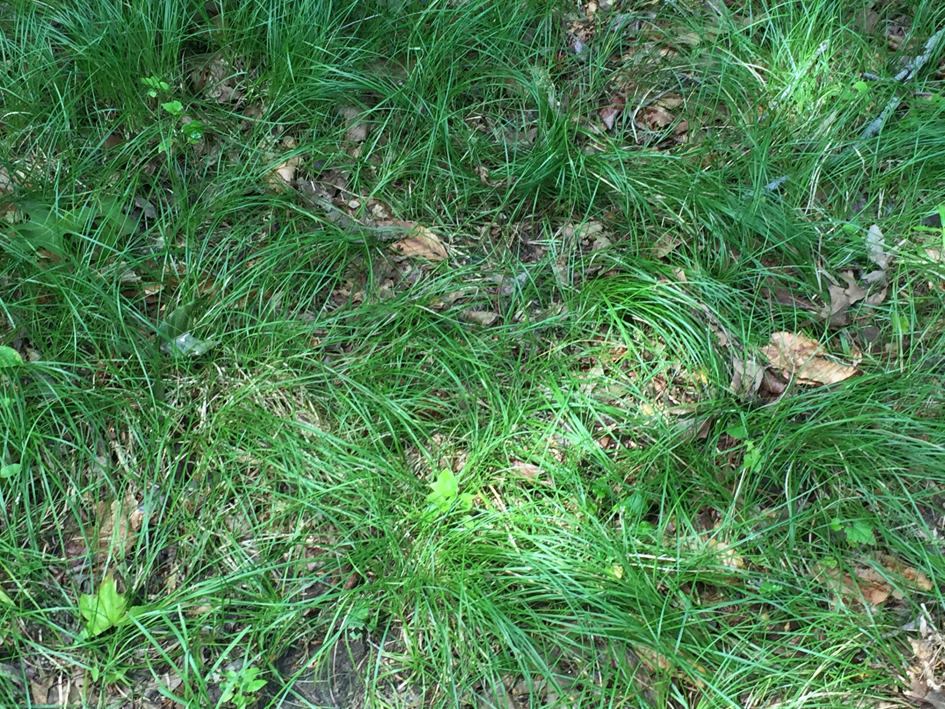 Carex pensylvanica (Pennsylvania sedge)