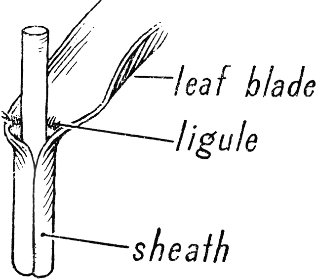 Grass stem
