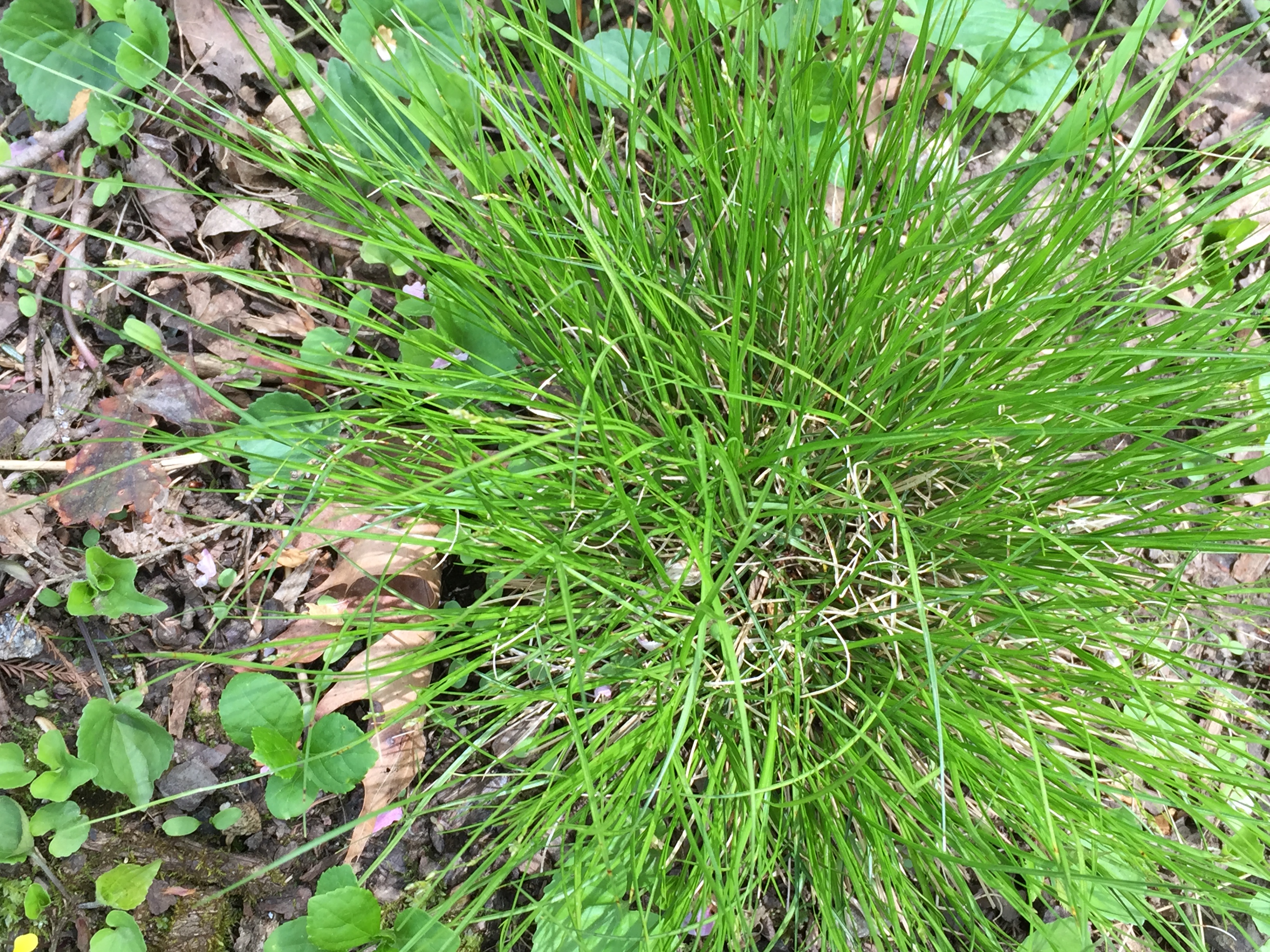 Clump of Carex appalachica