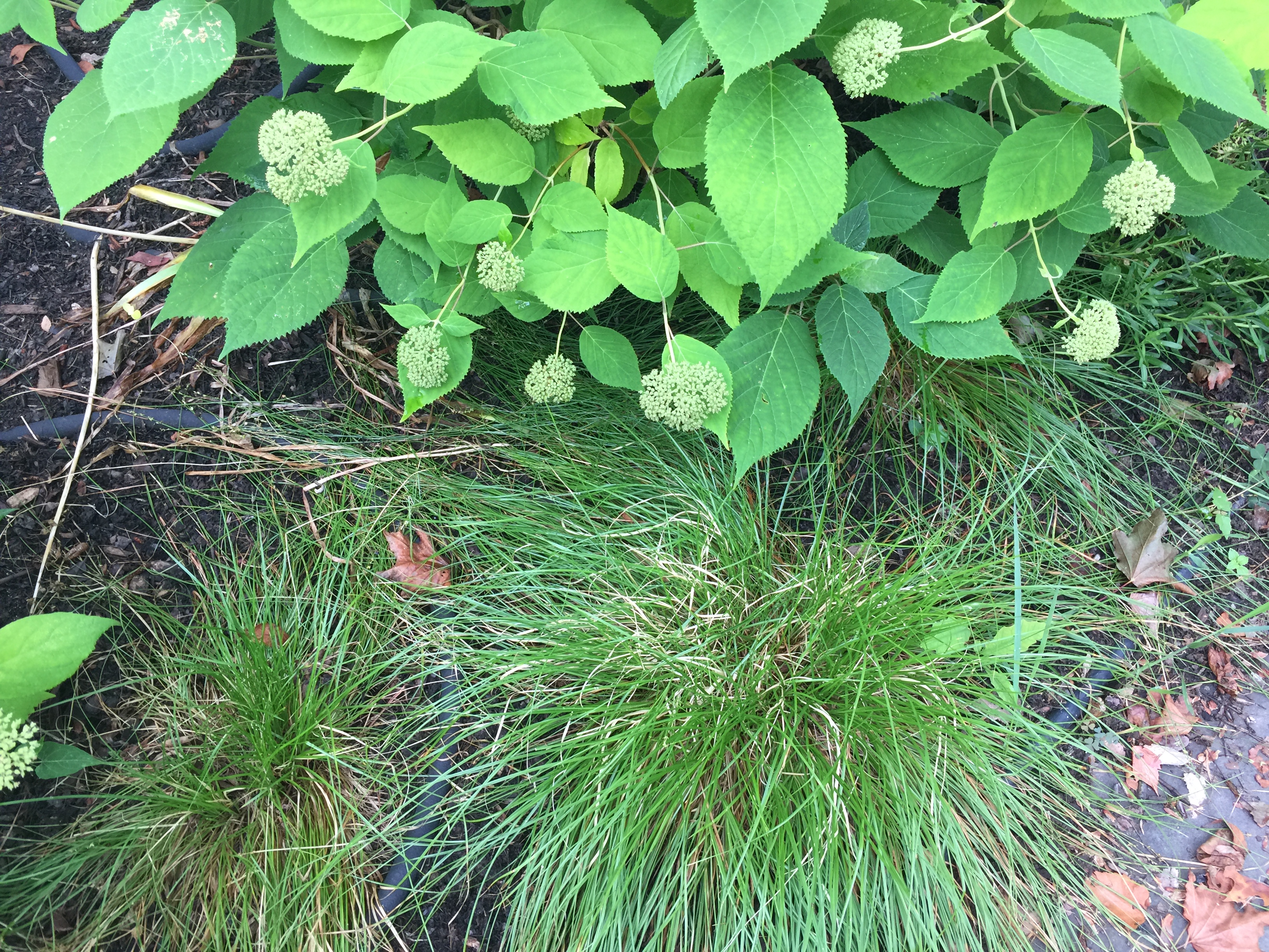 Carex appalachica (Appalachian Carex) underplanting