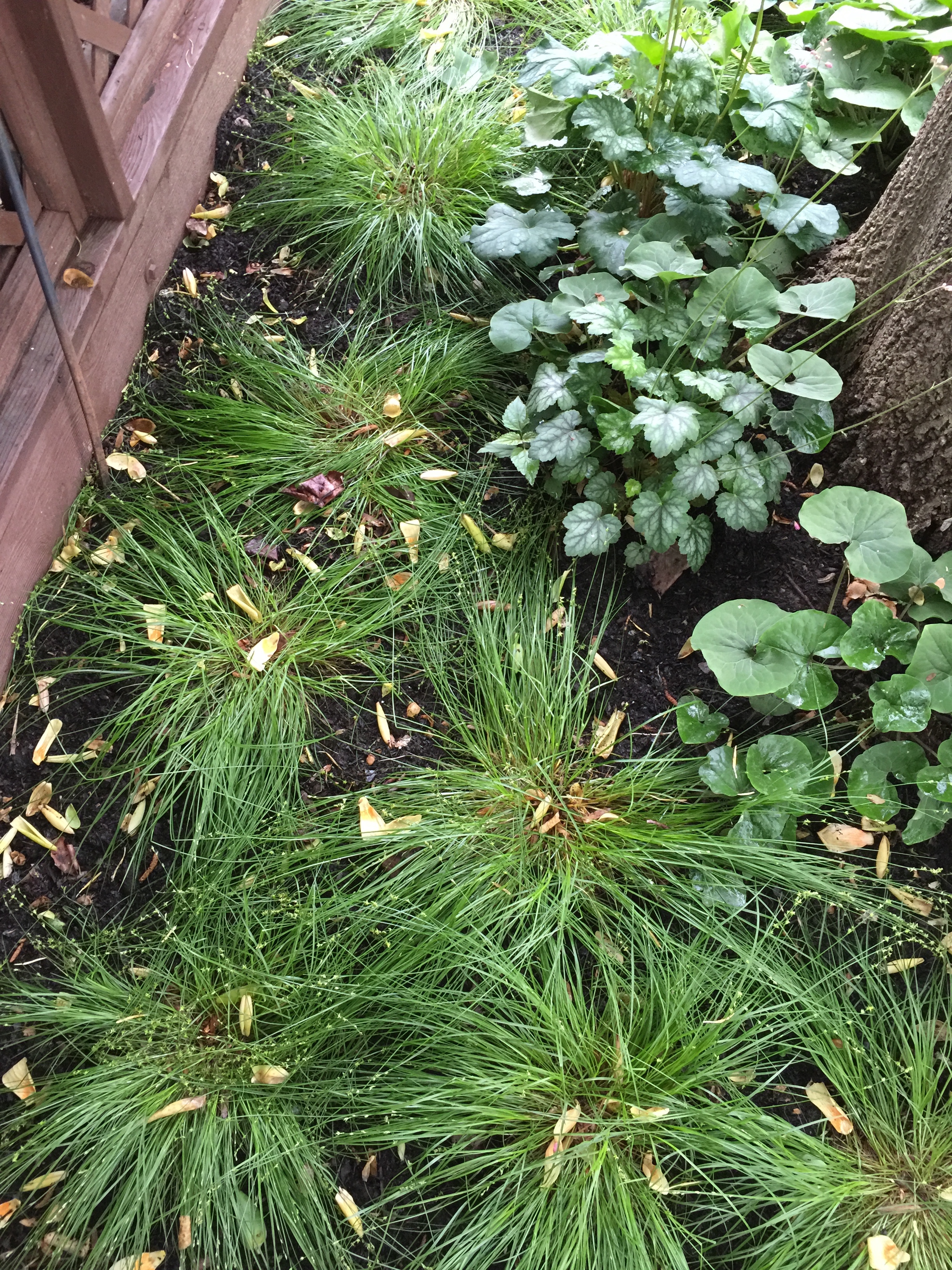 Carex appalachica in garden bed