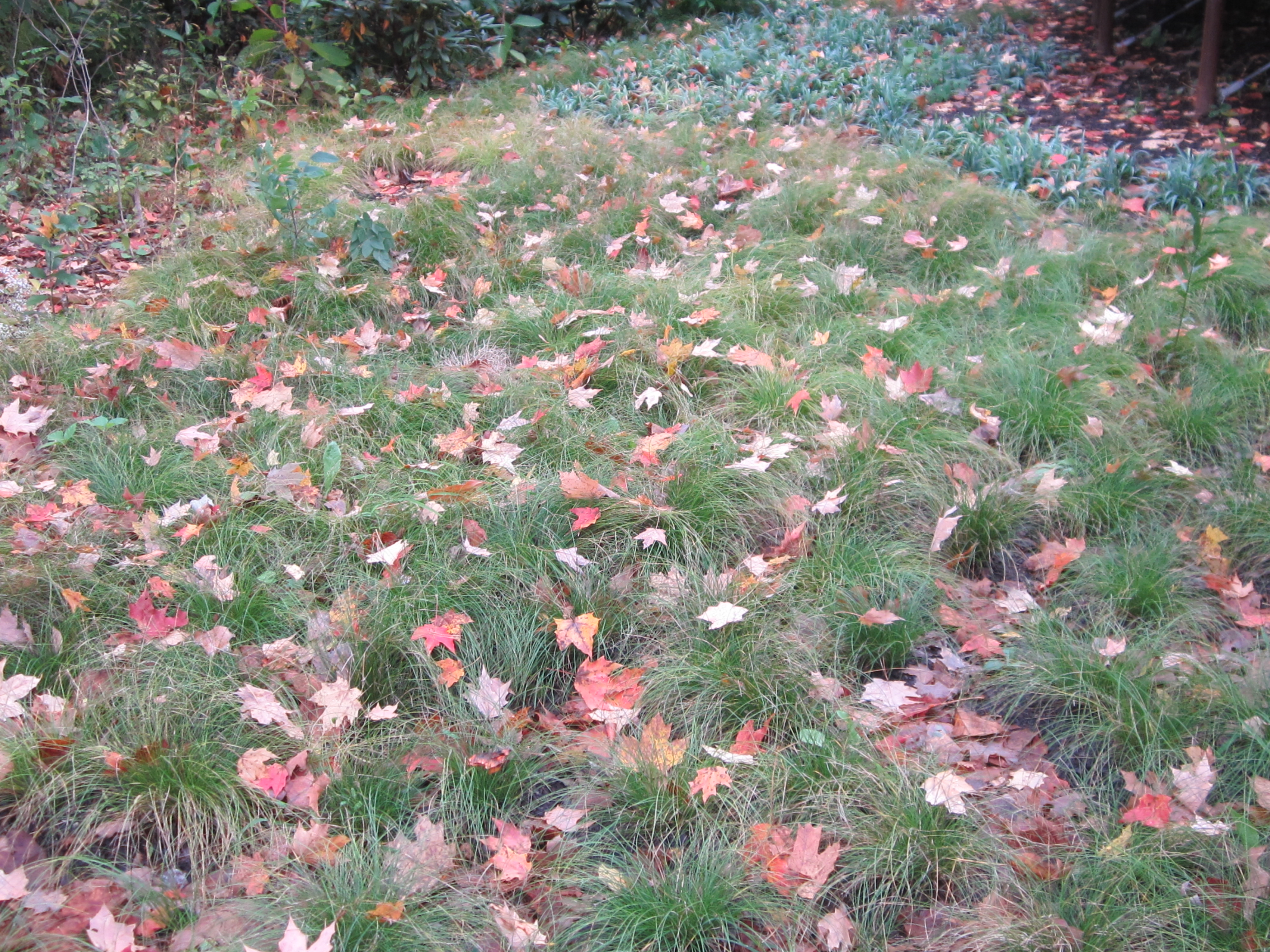 A swath of Appalachian Carex along Meadow Boardwalk