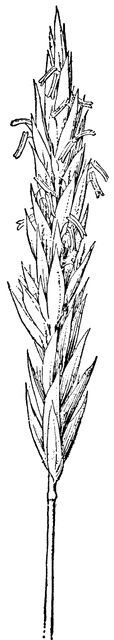 Grass floral stem