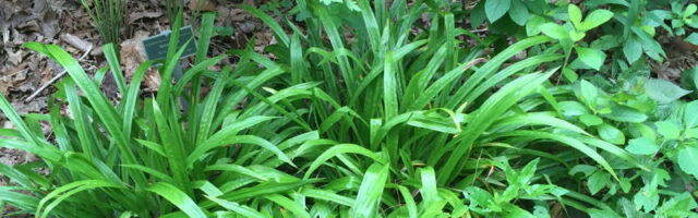 Carex plantaginea grouping