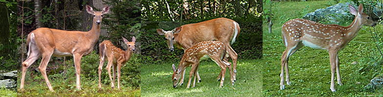 multiple photos of deer