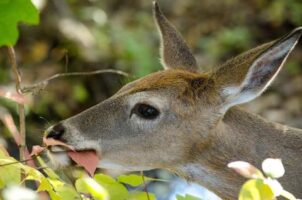 White-tailed deer browsing