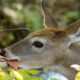 White-tailed deer browsing
