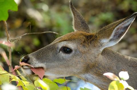 White-tailed deer browsing