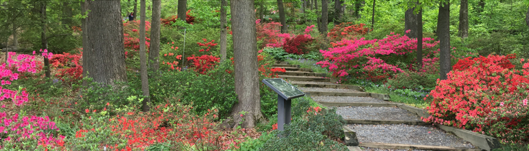 Azaleas understory at the National Arboretum