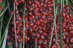Hippodamia convergens—convergent lady beetle.