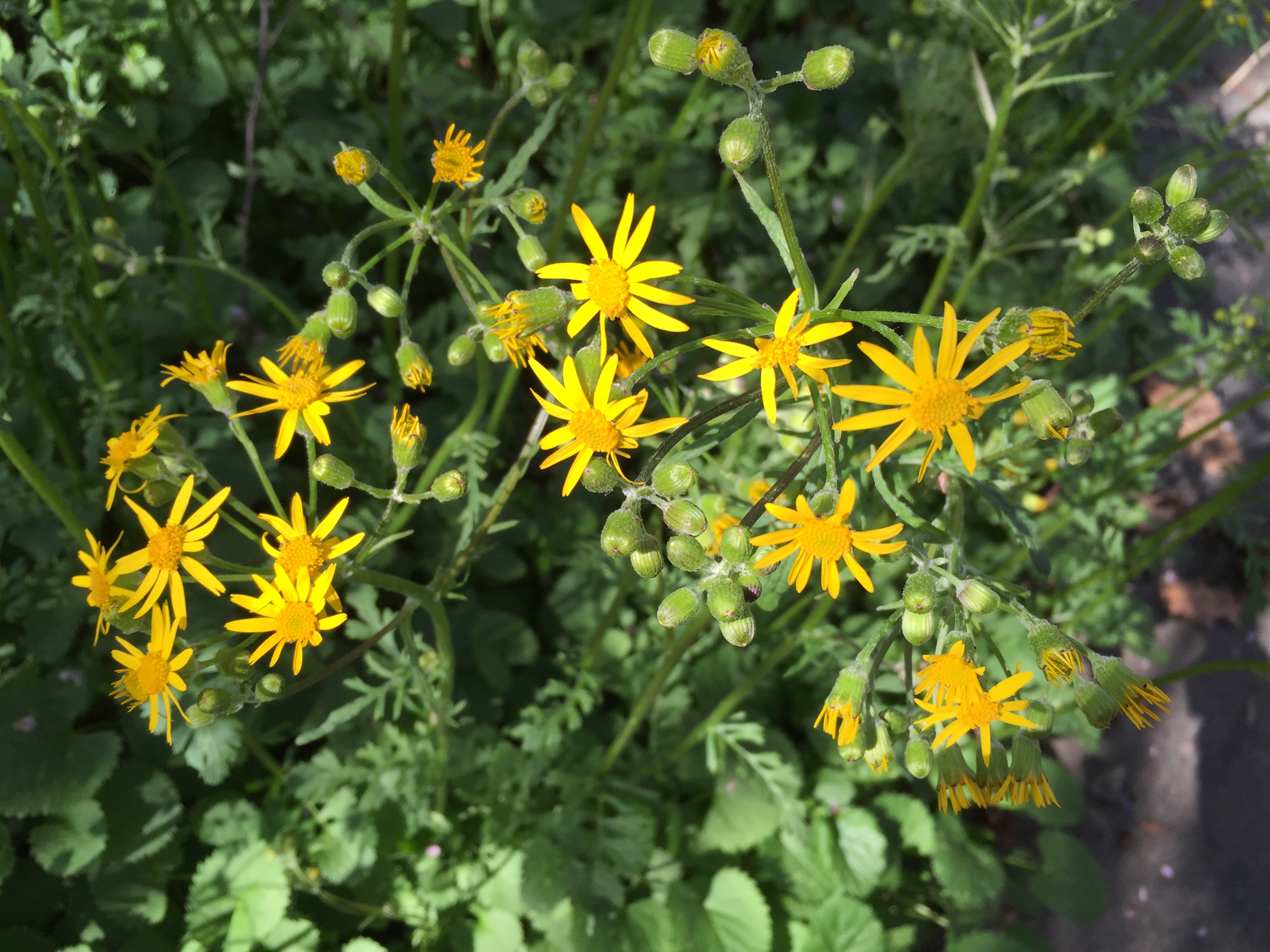 Packera aurea, Golden Ragwort