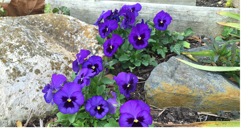 pansies