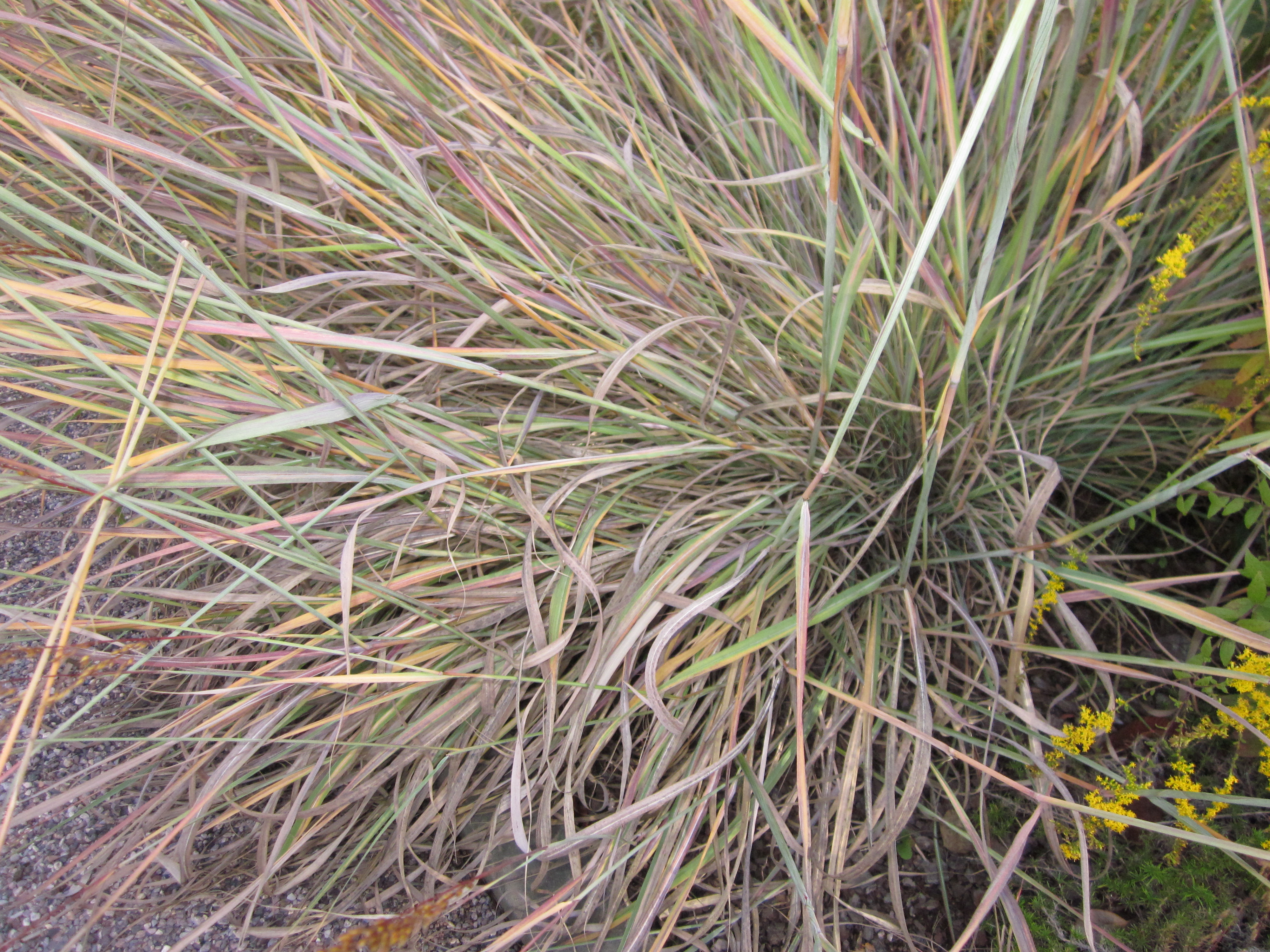 Sorghastrum nutans (Indian grass) - Fall foliage