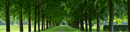 trees in a lane