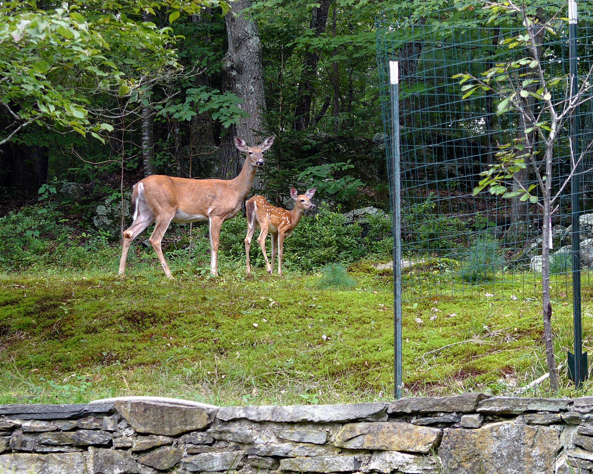 White tailled deer near garden