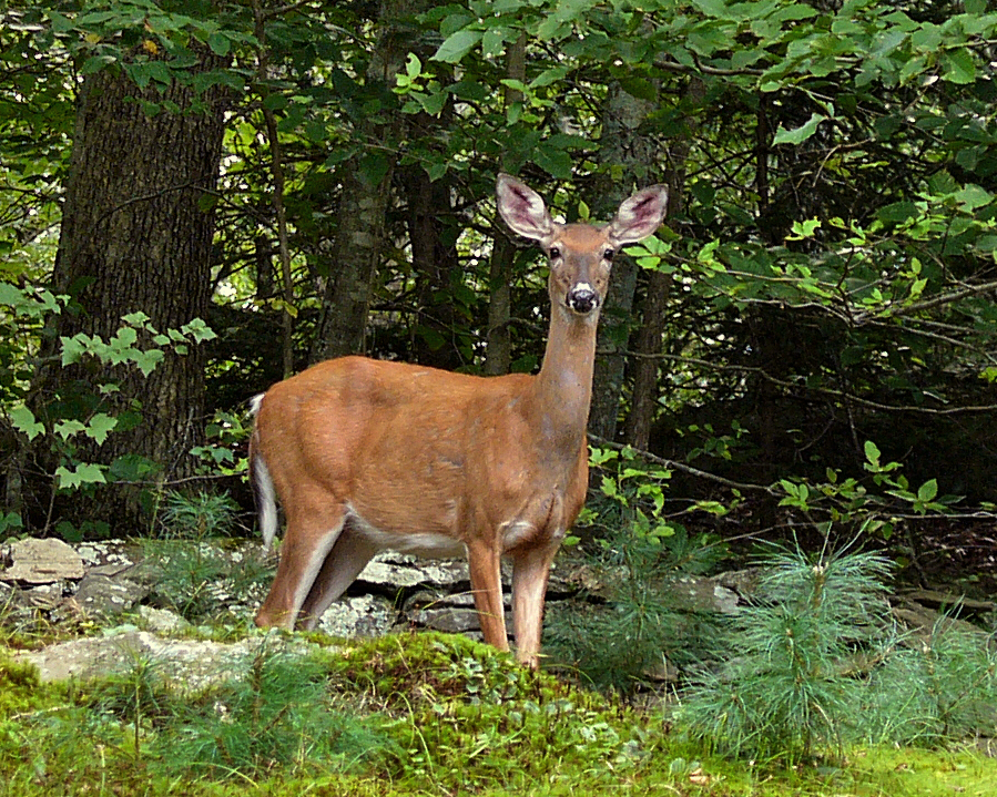 A white-tailed doe traverses a residential property that lies between a forested area and the Yantic River in CT