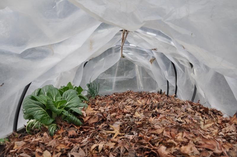 Leaves make excellent mulch for no-till gardens, as shown in this enclosed garden bed of bok choy. (Photo by EESC.)