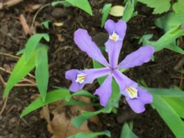 Iris cristata, Dwarf Crested Iris
