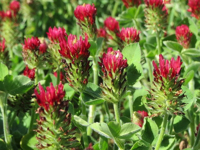 Crimson Clover