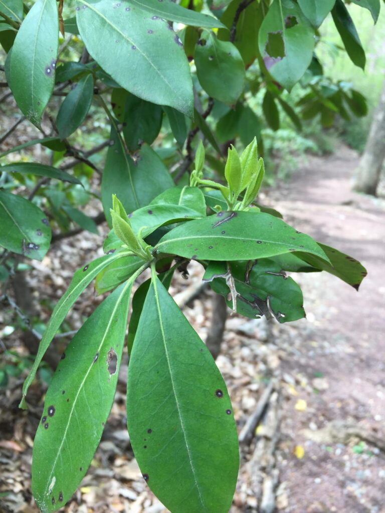 Kalmia latifolia (mountain laurel) leaves
