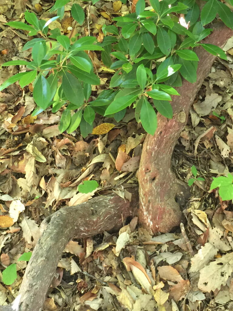 Kalmia latifolia (mountain laurel) bark